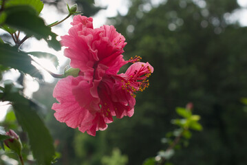 Obraz premium red flower backlit by the Sun