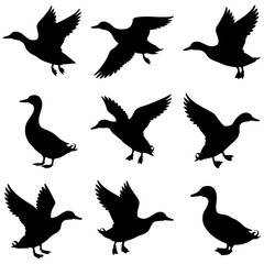 Silhouette depiction of ducks in various positions
