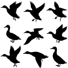 Silhouette depictions of ducks in various poses