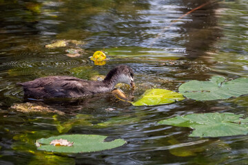 Close up of Eurasian Coot chick