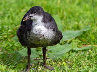 Close up of Eurasian Coot chick