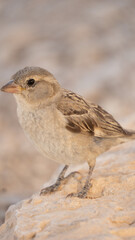 Female house sparrow standing on a desert rock in warm morning light
