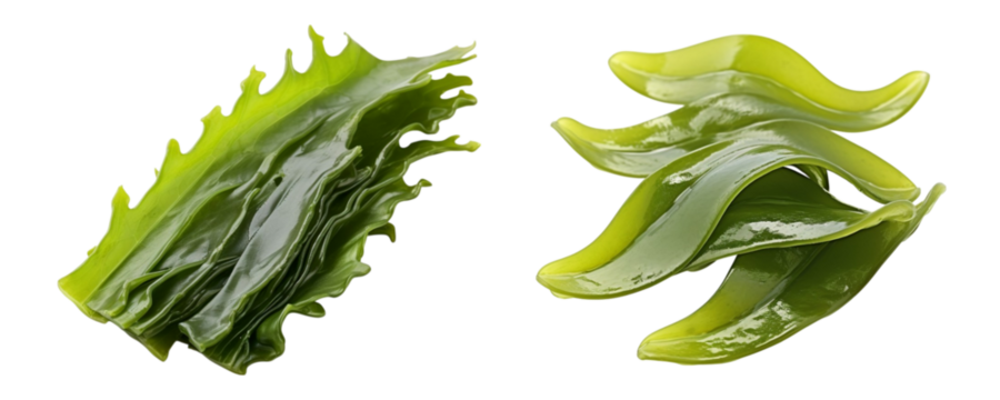 Kelp isolated on transparent background.