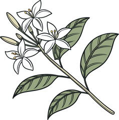Elegant White Flowers Botanical Illustration Delicate Branch with Blooms and Leaves
