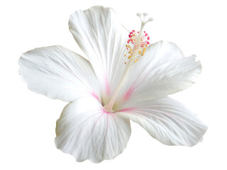 legant single  hibiscus white flower with subtle isolated on white background PNG, AI GENERATED