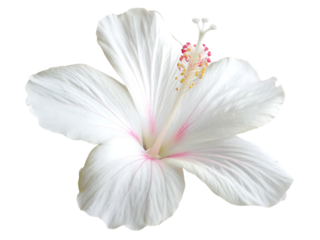 legant single  hibiscus white flower with subtle isolated on white background PNG, AI GENERATED