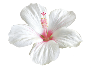 legant single  hibiscus white flower with subtle isolated on white background PNG, AI GENERATED