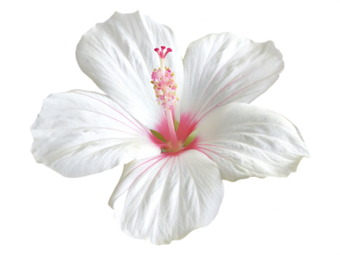 legant single  hibiscus white flower with subtle isolated on white background PNG, AI GENERATED