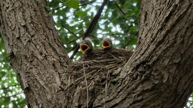 Fieldfare chicks siting in the nest waiting for their mother to bring food with opened beaks