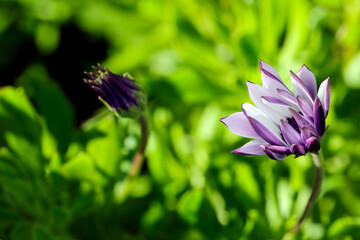 purple flower on green background