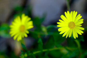 yellow flower on green background