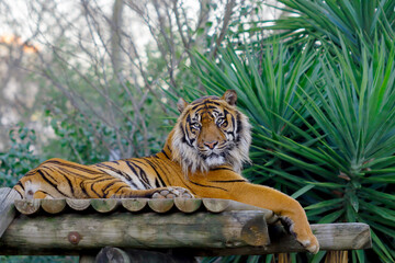 portrait of a bengal tiger