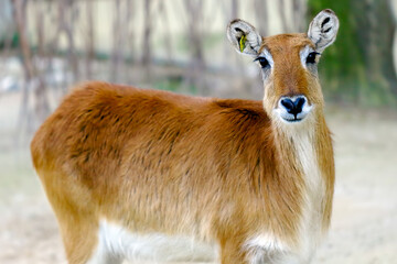 antelope in the park