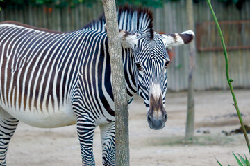zebra eating grass