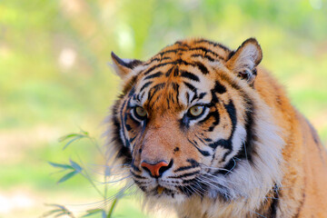 portrait of a bengal tiger
