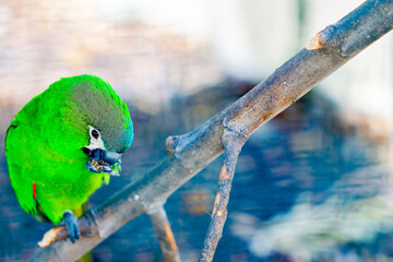 blue tit perched on a branch