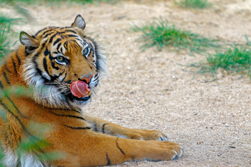 portrait of a bengal tiger
