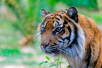 portrait of a bengal tiger