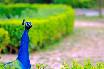 peacock in the grass