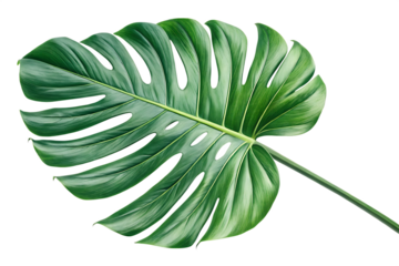 Transparent PNG available tropical nature green palm leaf Generated AI
