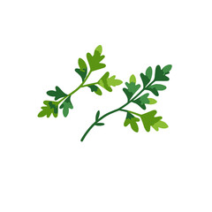 Watercolor Parsley Illustration-Fresh Herb Design-Culinary Ingredient Image-Green Leafy Sprigs-Organic Cooking Accent-Botanical Artwork-Kitchen Decor-Healthy Food Visual