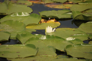 Lily on a Lily Pad