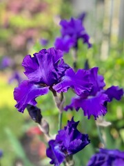Closeup of purple iris in bloom