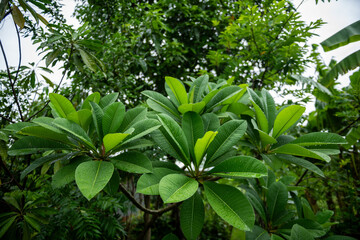 Frangipani leaf green after the rain in beautiful nature