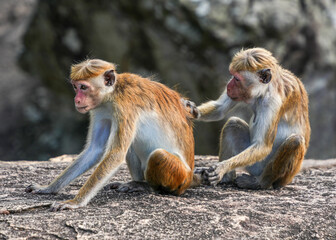 Tonque macaque sitting on Pidurangala rock, Sri Lanka. The toque macaque Macaca sinica is a reddish-brown-coloured Old World monkey endemic to Sri Lanka	
