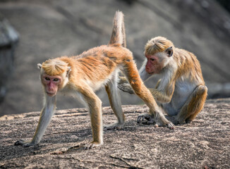 Obraz premium Tonque macaque sitting on Pidurangala rock, Sri Lanka. The toque macaque Macaca sinica is a reddish-brown-coloured Old World monkey endemic to Sri Lanka 