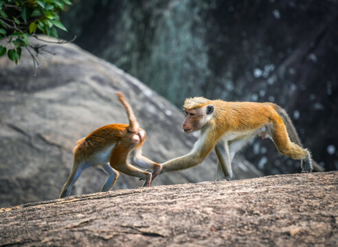 Tonque macaque family in Sri Lanka. The toque macaque is a monkey endemic to Sri Lanka, where it is known as the rilewa or rilawa.