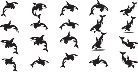 Orcas leaping and swimming in various poses killer whale © Bhismodeb
