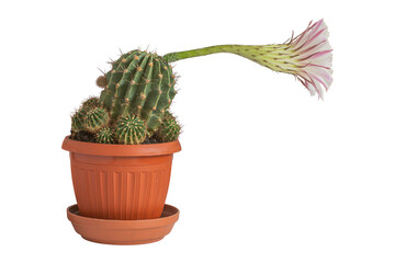 Green blooming cactus in brown plastic pot is isolated.