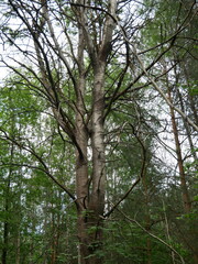 old dying tree in the forest