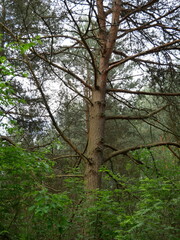 old dying pine tree in the forest