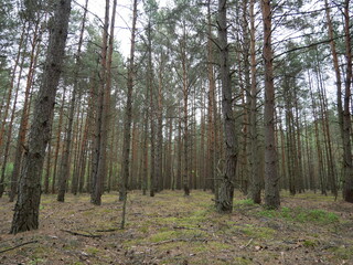 picturesque pine forest in summer