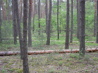 fallen trees in a pine forest