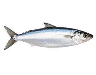 Whole Fresh Boal Fish with Smooth Silvery Body, isolated on a transparent background