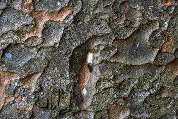 Bark of an ancient tree texture closeup,  Sri Lanka, Asia