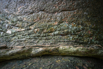 Bark of an ancient tree texture closeup,  Sri Lanka, Asia