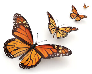 Obraz premium Three monarch butterflies with orange and black wings on a white background in a studio shot