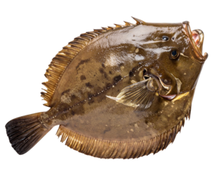 Whole Fresh Lotte Fish with Distinctive Head and Smooth Skin, isolated on a transparent background