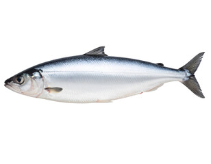 Whole Fresh Pangas Fish with Smooth Grey Skin, isolated on a transparent background
