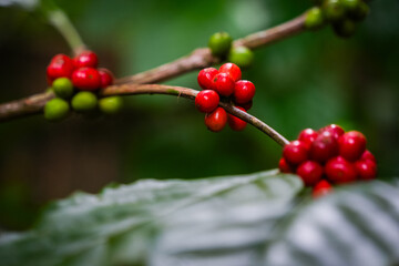 Obraz premium Coffee Plant. Red coffee beans on a branch of coffee tree. Branch of a coffee tree with ripe fruits 