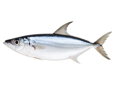 Whole Fresh Pabda Fish with Distinctive Whiskers, isolated on a transparent background