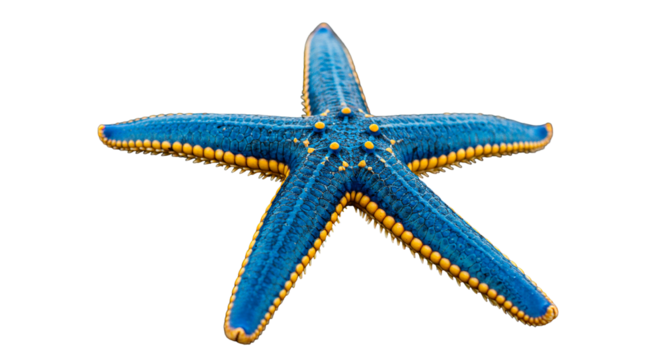 Vibrant blue starfish showcases intricate details and a striking contrast against black.