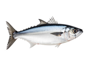 Naklejka premium Whole Fresh Tengra Fish with Sleek Silvery Body, isolated on a transparent background