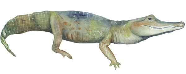 Cayman crocodile watercolor illustration Png file with transparent background Hand-painted animal clipart Great for nursery decor, educational material and etc.