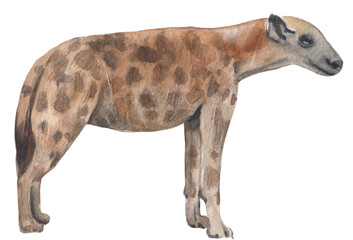 Hyena watercolor illustration Png file with transparent background Hand-painted animal clipart Great for nursery decor, educational material and etc.