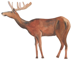 Elk watercolor illustration Png file with transparent background Hand-painted animal clipart Great for nursery decor, educational material and etc.